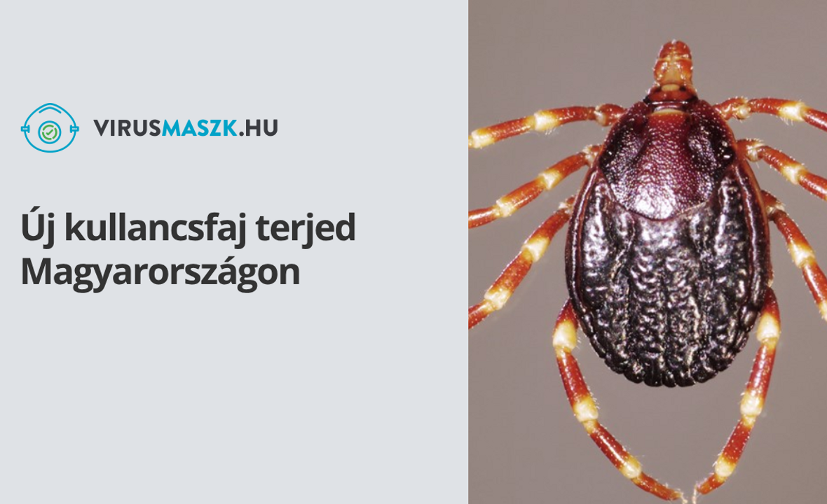 Új kullancsfaj terjed Magyarországon